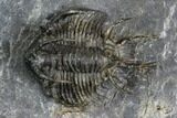 Spiny Ceratarges Trilobite - Mrakib, Morocco #128948-4